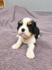 Dodatkowe zdjęcia: Idealne szczenięta Cavalier King Charles Spaniel.