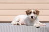 Zdjęcie №1. jack russell terrier - na sprzedaż w Orzeł | negocjowane | Zapowiedź №53816