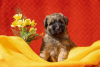Zdjęcie №3. Irish Soft Coated Wheaten Terrier. Federacja Rosyjska