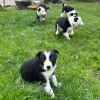 Zdjęcie №1. border collie - na sprzedaż w Bremen | negocjowane | Zapowiedź №42513