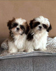 Zdjęcie №1. shih tzu - na sprzedaż w Zürich | 1674zł | Zapowiedź №125798