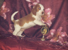 Zdjęcie №3. Szczeniak rasy beagle o rzadkim dwukolorowym umaszczeniu. Federacja Rosyjska