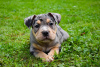 Zdjęcie №4. Sprzedam american bully w Krško. hodowca - cena - 8371zł