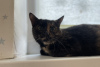 Dodatkowe zdjęcia: Kot szylkretowy Cynamon szuka domu i kochającej rodziny!