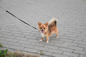 Zdjęcie №1. chihuahua (rasa psów) - na sprzedaż w Mińsk | 3182zł | Zapowiedź №7080