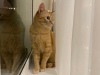 Dodatkowe zdjęcia: Cudowny młody kot Fox szuka domu i kochającej rodziny!