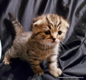 Zdjęcie №1. scottish straight, scottish fold - na sprzedaż w Mińsk | 377zł | Zapowiedź № 1877