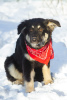 Zdjęcie №2 do zapowiedźy № 32251 na sprzedaż  pies nierasowy - wkupić się Federacja Rosyjska prywatne ogłoszenie