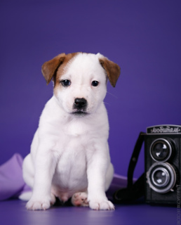 Dodatkowe zdjęcia: Sprzedaję szczenięta Jack Russell Terrier