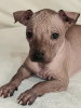 Zdjęcie №1. nagi pies meksykański - na sprzedaż w Czerkasy | negocjowane | Zapowiedź №17912
