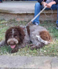 Dodatkowe zdjęcia: Szczenięta Lagotto Romagnolo