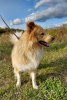 Zdjęcie №2 do zapowiedźy № 7758 na sprzedaż  pies nierasowy - wkupić się Federacja Rosyjska prywatne ogłoszenie