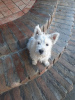 Dodatkowe zdjęcia: West Highland White Terrier - Westie