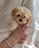 Zdjęcie №3. maltipoo. Niemcy