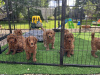 Zdjęcie №1. golden retriever - na sprzedaż w Fort Lauderdale | 2575zł | Zapowiedź №64460