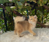Zdjęcie №4. Sprzedam kot brytyjski długowłosy w Bursa. prywatne ogłoszenie, hodowca - cena - negocjowane