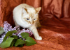 Dodatkowe zdjęcia: Delikatna i piękna kotka Benya w prezencie
