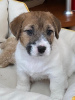 Zdjęcie №1. jack russell terrier - na sprzedaż w Kirov | negocjowane | Zapowiedź №9748