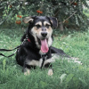 Zdjęcie №2 do zapowiedźy № 75097 na sprzedaż  pies nierasowy - wkupić się Federacja Rosyjska prywatne ogłoszenie
