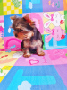 Zdjęcie №3. Sprzedam samotną suczkę Yorkshire Terrier, z twarzą baby.. Gruzja