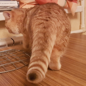 Zdjęcie №2 do zapowiedźy № 6268 na sprzedaż  kot brytyjski długowłosy - wkupić się Federacja Rosyjska od żłobka