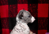 Zdjęcie №2 do zapowiedźy № 8067 na sprzedaż  nagi pies meksykański - wkupić się Federacja Rosyjska prywatne ogłoszenie