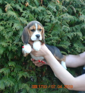 Zdjęcie №4. Sprzedam beagle (rasa psa) w Dmitrow. od żłobka - cena - 2118zł