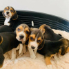 Zdjęcie №1. beagle (rasa psa) - na sprzedaż w Berlin | negocjowane | Zapowiedź №90403