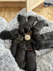 Zdjęcie №3. Zwarte Labradoodle-pups te koop. Holandia