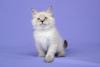 Zdjęcie №2 do zapowiedźy № 21299 na sprzedaż  kot syberyjski - wkupić się Federacja Rosyjska od żłobka, hodowca