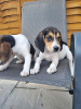 Zdjęcie №2 do zapowiedźy № 22344 na sprzedaż  beagle (rasa psa) - wkupić się USA prywatne ogłoszenie