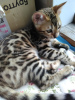 Zdjęcie №4. Sprzedam kot bengalski w Pietrozawodsk. od żłobka, hodowca - cena - negocjowane