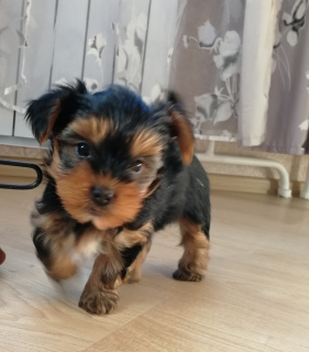 Zdjęcie №1. yorkshire terrier - na sprzedaż w Petersburg | 908zł | Zapowiedź №1642