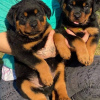 Zdjęcie №1. rottweiler - na sprzedaż w Vienna | negocjowane | Zapowiedź №77606