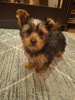 Zdjęcie №1. yorkshire terrier biewer, yorkshire terrier - na sprzedaż w Wilno | 2511zł | Zapowiedź №127655