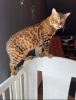 Zdjęcie №1. kot bengalski - na sprzedaż w Dębica | 4000zł | Zapowiedź № 20584