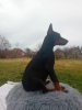 Zdjęcie №4. Sprzedam doberman w Belgrad. hodowca - cena - negocjowane