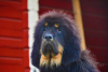 Zdjęcie №4. Sprzedam mastif tybetański w Zhodino. prywatne ogłoszenie - cena - 1480zł