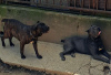 Dodatkowe zdjęcia: Cane Corso szczenięta