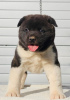 Zdjęcie №1. akita (rasa psa) - na sprzedaż w Kraljevo | negocjowane | Zapowiedź №83071