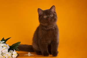 Zdjęcie №4. Sprzedam kot brytyjski krótkowłosy w Petersburg. od żłobka - cena - Negocjowane