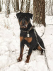 Zdjęcie №4. Sprzedam rottweiler w Москва. prywatne ogłoszenie - cena - Bezpłatny