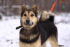 Zdjęcie №1. pies nierasowy - na sprzedaż w Москва | Bezpłatny | Zapowiedź №90680