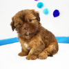 Zdjęcie №2 do zapowiedźy № 42828 na sprzedaż  shih tzu - wkupić się USA hodowca