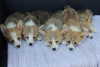 Dodatkowe zdjęcia: Szczenięta Welsh Corgi Pembroke