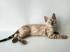 Zdjęcie №2 do zapowiedźy № 12164 na sprzedaż  kot bengalski - wkupić się Ukraina od żłobka