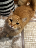 Zdjęcie №3. Czuła, młoda, piękna ruda kotka Tosha jest w dobrych rękach!. Federacja Rosyjska