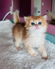 Zdjęcie №2 do zapowiedźy № 100403 na sprzedaż  chinchilla cat - wkupić się Niemcy prywatne ogłoszenie, hodowca