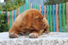 Zdjęcie №1. dog z bordeaux - na sprzedaż w Nowosybirsk | 3000zł | Zapowiedź №7508