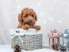 Zdjęcie №3. Szczenięta Toy Poodle prosto z książeczki z obrazkami. Niemcy